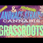 LANDRACE THAI Strain in Florida!?!? Grassroots Branded ‘Novarine’ & ‘Apple Mochi’ STRAIN REVIEW