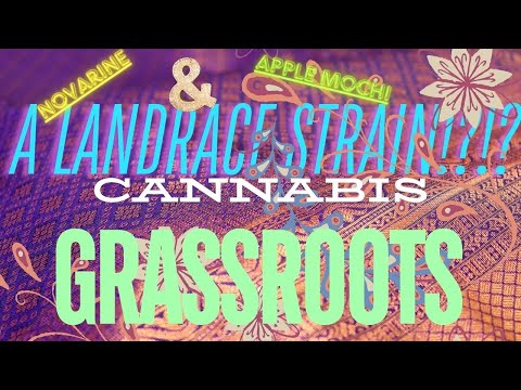 LANDRACE THAI Strain in Florida!?!? Grassroots Branded ‘Novarine’ & ‘Apple Mochi’ STRAIN REVIEW