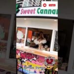 Pattaya Cannabis Shop, Beautiful Thai lady, Pattaya Thailand