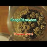 Unlocking Profits: Investing in Marijuana in Thailand with GanjaDime.com 🌿💰 #GanjaGoldmine