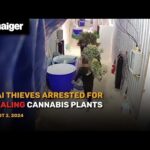 Thailand News : Thai Thieves Arrested for Stealing Cannabis Plants