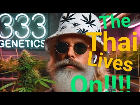 333 Genetics. Landrace Thai. Transplanting cannabis clones. Kosher Nutrients.  Athena nutes.  🪴 🪴 🪴