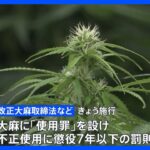 大麻に「使用罪」12日施行　不正な使用には懲役7年以下の罰則｜TBS NEWS DIG