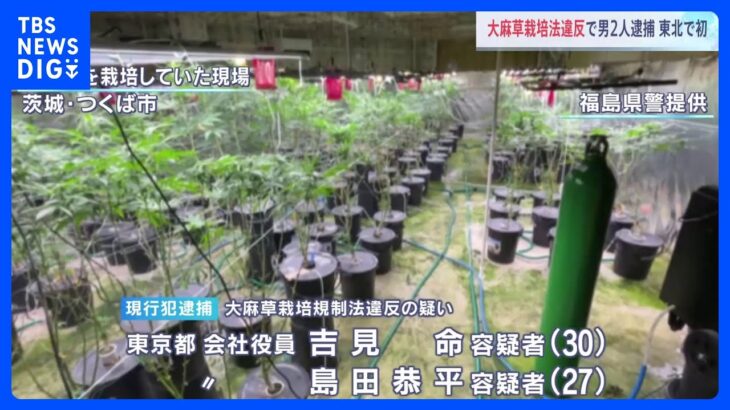 「大麻草栽培規制法」違反の疑い　東北で初の摘発　末端価格1億円超　大麻栽培の疑いで東京都の男2人逮捕｜TBS NEWS DIG