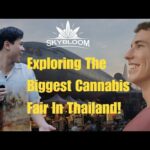 Diving Into Thailand’s Crazy Cannabis Scene