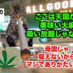 【タイ 大麻解禁】娯楽目的のためにアジア初の大麻解禁に踏み切ったタイの末路 #猫マニ #猫ミーム