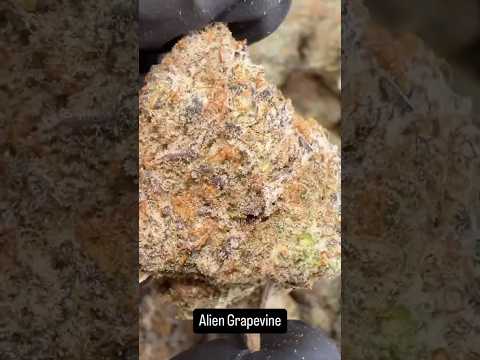 Alien Grapevine weed strain | High Thai Weed in bangkok