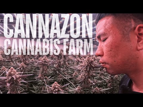 Inside Thailand’s Secret Cannabis Farm – Unbelievable Tour of Cannazon | AO Nang VLOG