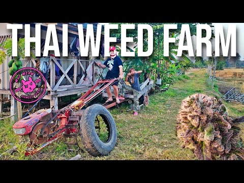 Inside an Organic Weed Farm in Surin, Thailand | Mao Meaw