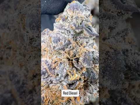 Red Diesel weed strain | High Thai Weed in bangkok