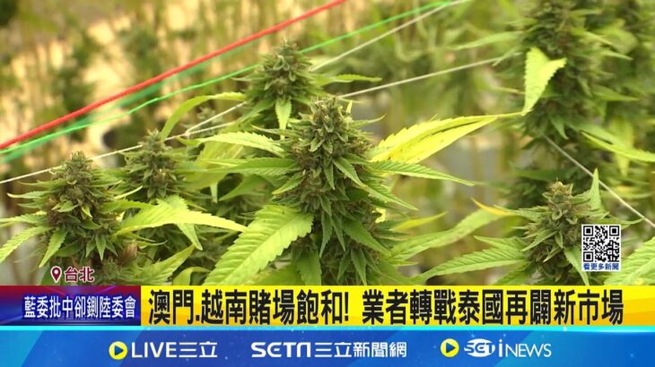 泰國博弈.大麻商機大! 傳台灣黑幫已插旗卡位｜三立新聞網 SETN.com