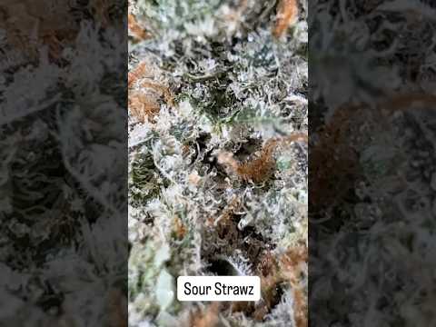 Sour Strawz Weed Strain | High Thai Weed in bangkok