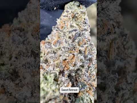 Sweet Retreat weed strain | High Thai Weed in babgkok