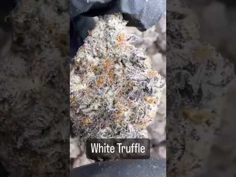 White Truffle Weed Strain | High Thai Weed