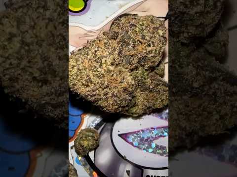 christmas candy Cannabis Strain from  NorthBay | High Thai Weed In Bangkok