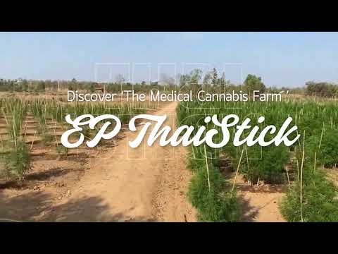 Discover the EP Thai Stick: A Journey Through Our Medical Cannabis Harvest & Growth 🌿