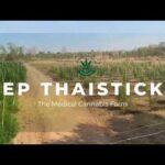 🌿 EP Thai Stick: The Future of Medical Cannabis & Global Partnerships in 2025 🚀