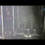 Fire At Cannabis Farm Leaves Dozens Of Locals Stoned In Pattaya, Thailand