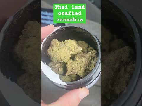 Thai land Grown Craft Cannabis – Australian medical LA pushpop be like YUM #fypシ゚ #medical