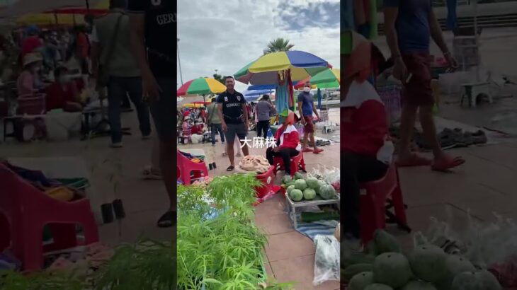 大麻一株100円 路上販売 in Thailand