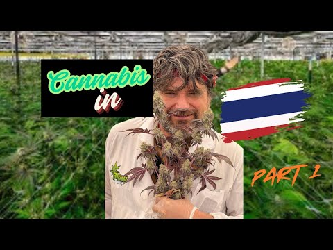 Cannabis in Thailand as a Business, Boom or Bust?