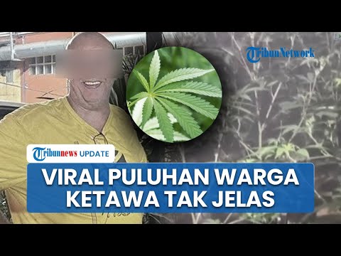 Terkuak Penyebab Puluhan Warga di Pattaya Thailand Cekikikan Tanpa Sebab, Berawal dari Kebun Ganja