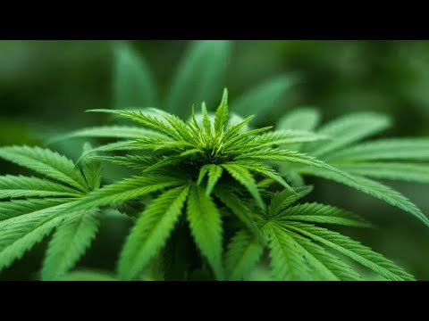 90% Drop in Cannabis Smuggling from Thailand: A Major Victory