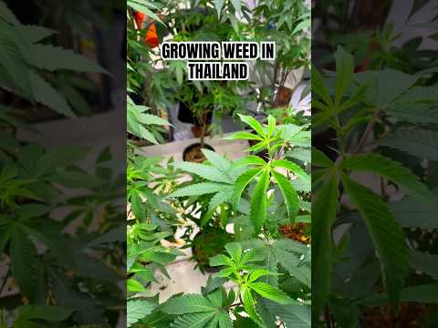 Growing cannabis in Thailand #cannabis  #marijuanamovement  #medicalcannabis #medicalmarijuana