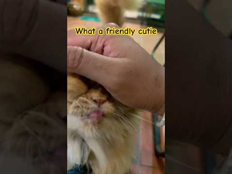 Her name is Brownie, met her at Cannabis Coffee place #chiangmai #thailand
