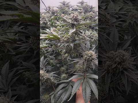 Hydroponics Cannabis eb and flow M88 P Thai Afro Kong Neville Lettuce Cornell University