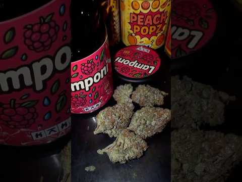 Lamponi From kaki exotic | High ThaiWeed bangkok