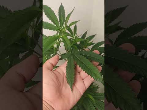 Strain : King Bling 👑 Plant : 27 day #Thailand #North #Cannabis