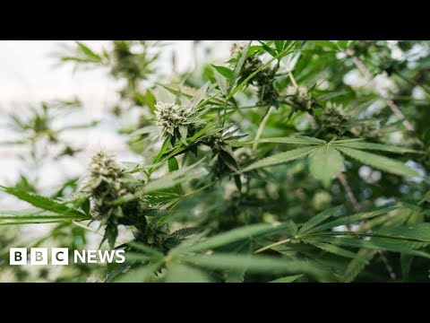 UK Cannabis Seizures Drop 90% After Thailand Border Cooperation | Big Drug Busts