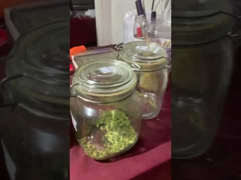 Welcome to thailand cannabis | 420 time #welcome #thailand #cannabiseducation #420 #bangkok #time