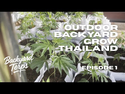 Backyard Terps Ep. 1 | Homegrown Cannabis in Thailand – Day 1 Grow Setup
