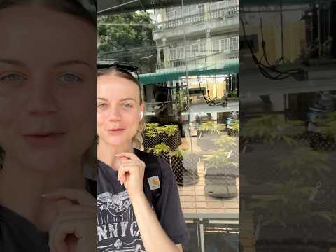 Cannabis Shop in Chiang Mai, Northern Thailand
