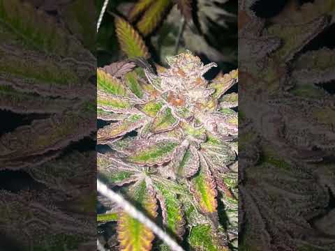 Cannabis Thailand 🇹🇭