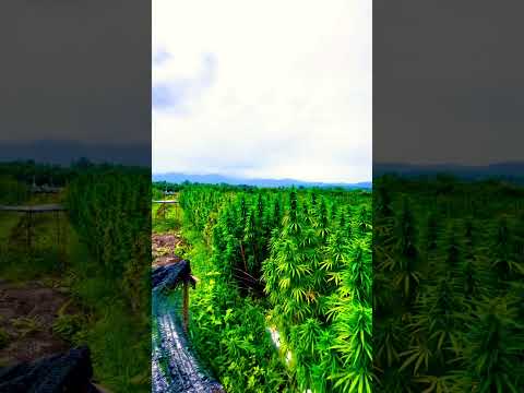 Cannabis outdoor grow sativa in north of Thailand👑💨🔥 #nature  #outdoors #cbd