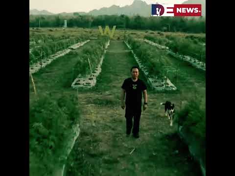 Desitdown News (Thailand moves to re criminalise cannabis in blow to $1bn industry) #desitdown #news