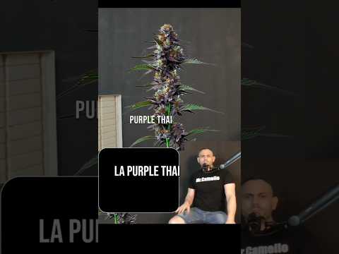 PURPLE THAI: ORÍGENES (Variedad de Marihuana)