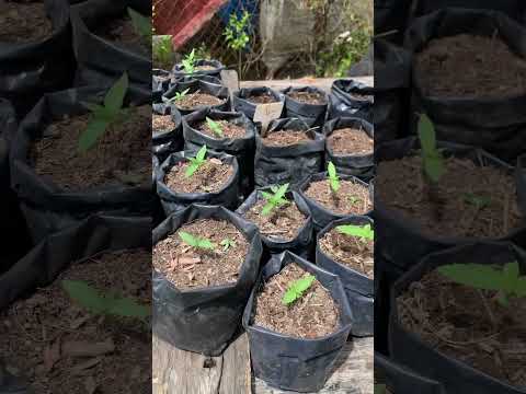 These should be a mixture of Thai crosses, Runtz crosses & a mysterious monster strain 😌