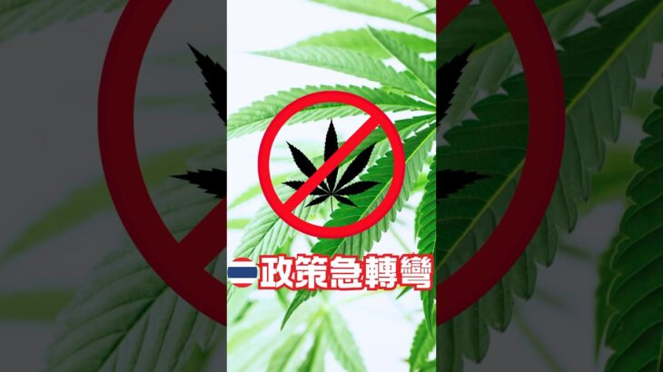 泰國大麻最新政策🇹🇭未來僅供醫療用途
