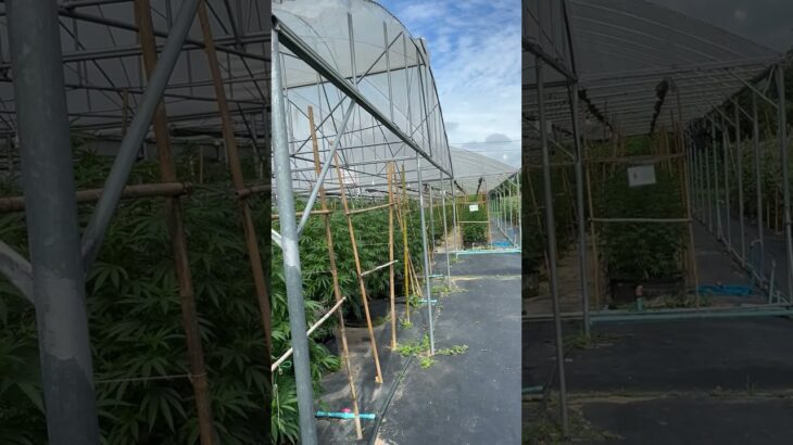 泰國大麻溫室