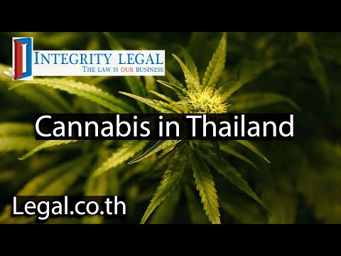 Cannabis Currently in Thai Legal Limbo?