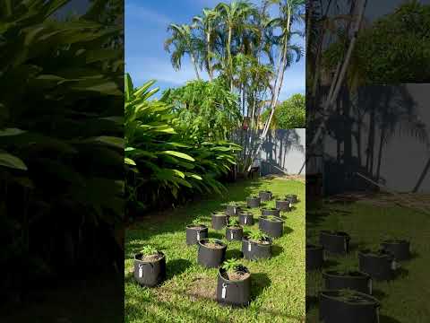 Garden Day 20 | Homegrown Cannabis in Tropical Thailand | Outdoor Grow | #BudHead