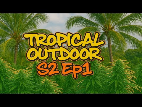 Homegrown Cannabis in Tropical Thailand | Outdoor Grow 2025 Season 2 Episode 1 #BudHead