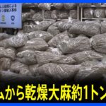備長炭の輸入装い大麻約1トンを密輸か ベトナム国籍男女3人を逮捕・起訴　末端価格52億円相当 過去最大の違法薬物押収量　厚労省・麻薬取締部｜TBS NEWS DIG