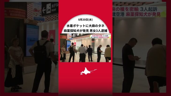 水着のポケットに隠した大麻のタネを麻薬探知犬が見逃さず！タイから密輸入しようとした男女3人を逮捕「ショップで40粒を約4万7000円で買った」＜北海道・新千歳空港＞