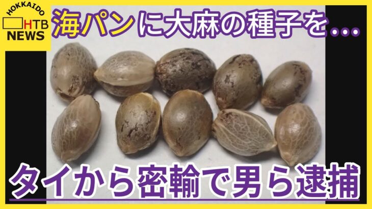 海パンに大麻の種子を…　道内初検挙！タイから大麻の種子37粒を密輸した疑い ニセコ町の男ら3人逮捕・起訴