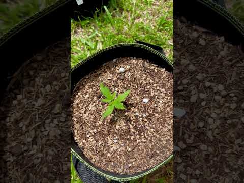 AUTO#3 Day 12 | Homegrown Cannabis in Tropical Thailand | Outdoor Grow | #BudHead